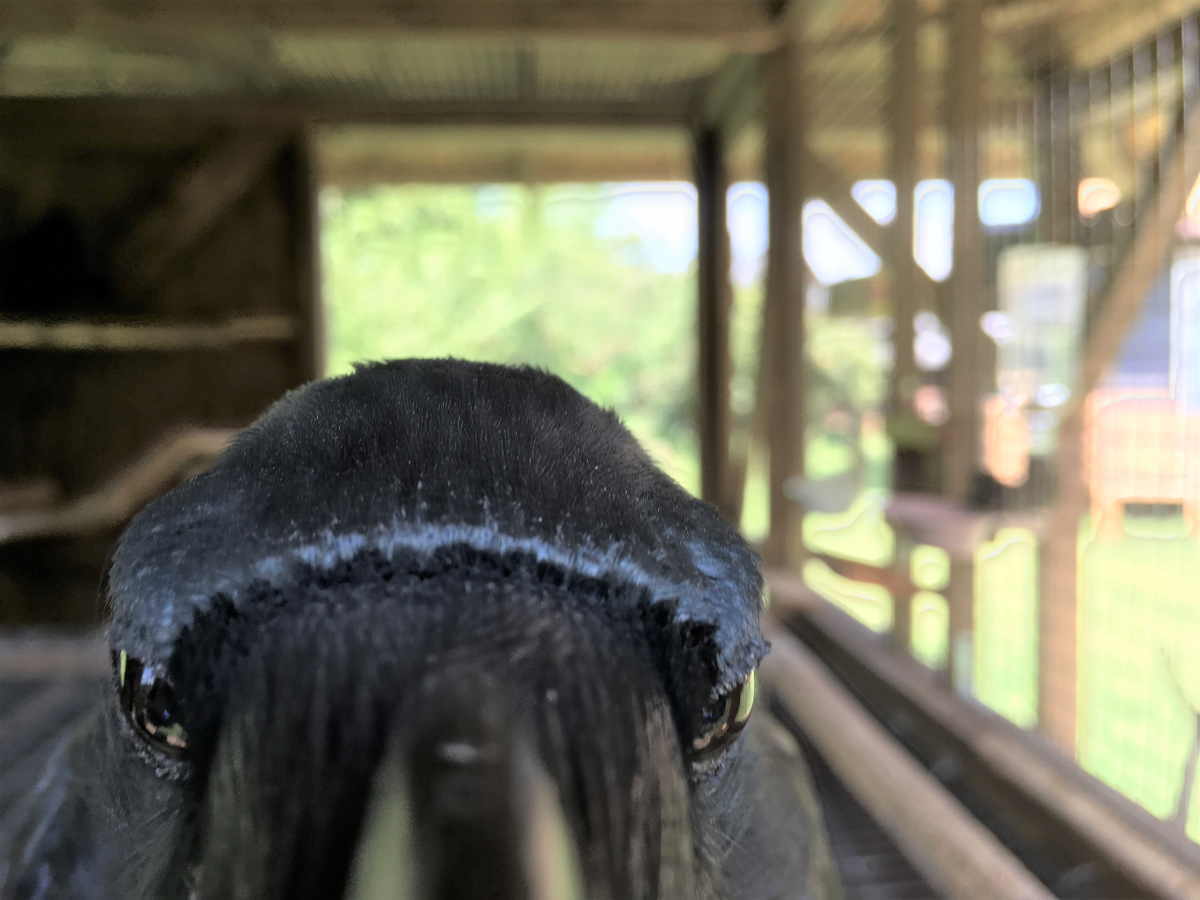 飛べないカラス