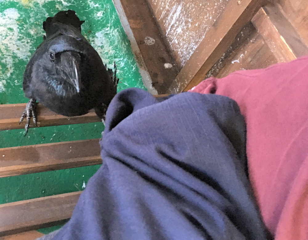 飛べないカラス