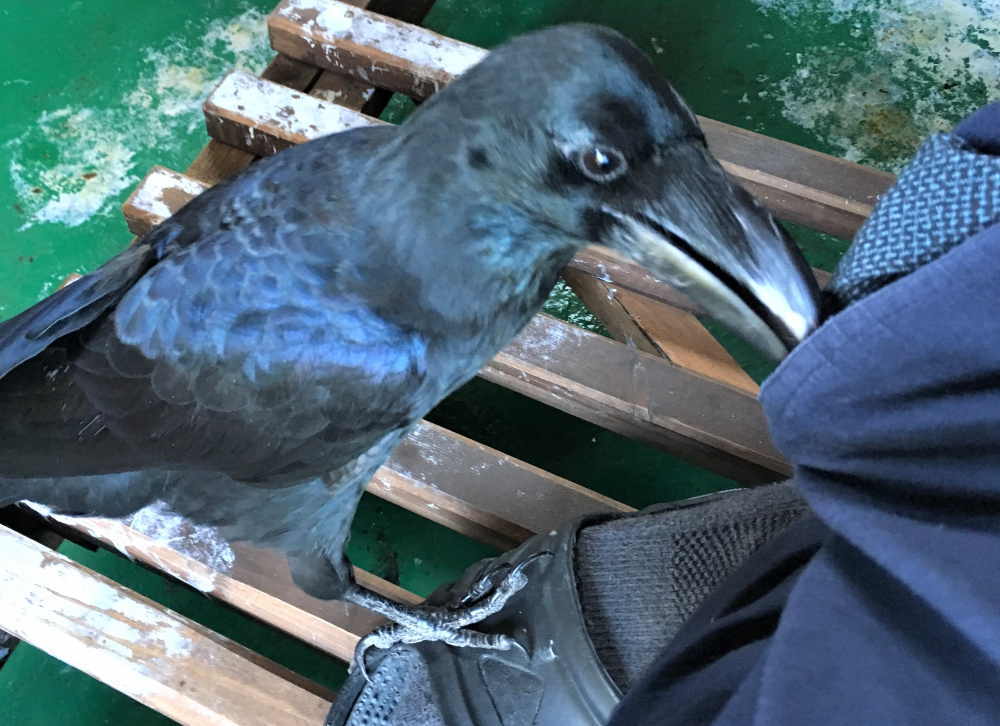 飛べないカラス