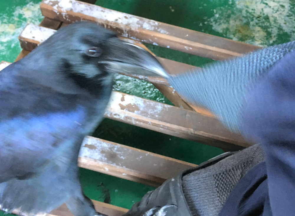 飛べないカラス