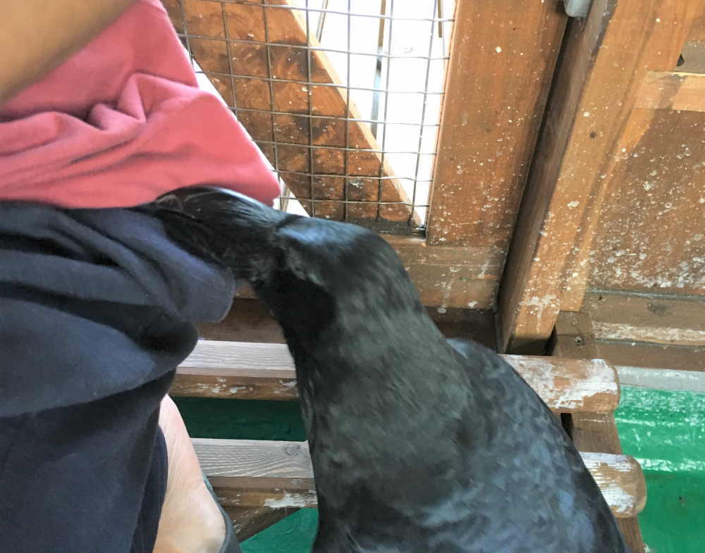 飛べないカラス