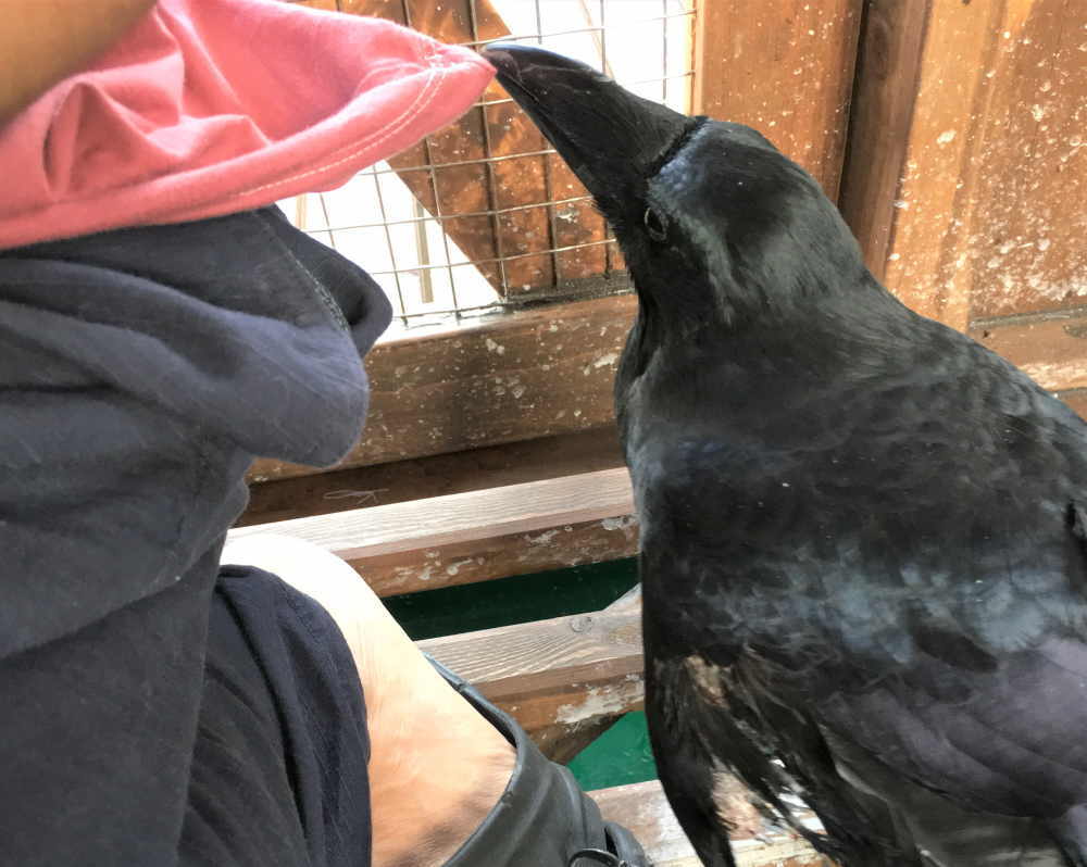 飛べないカラス