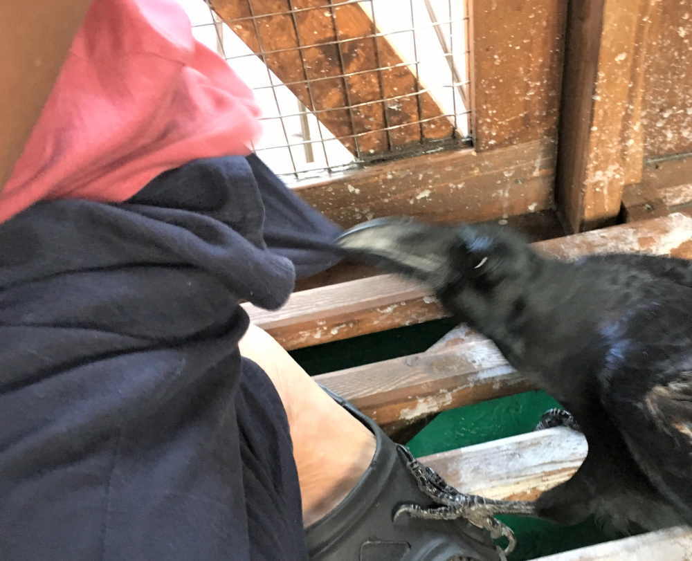 飛べないカラス