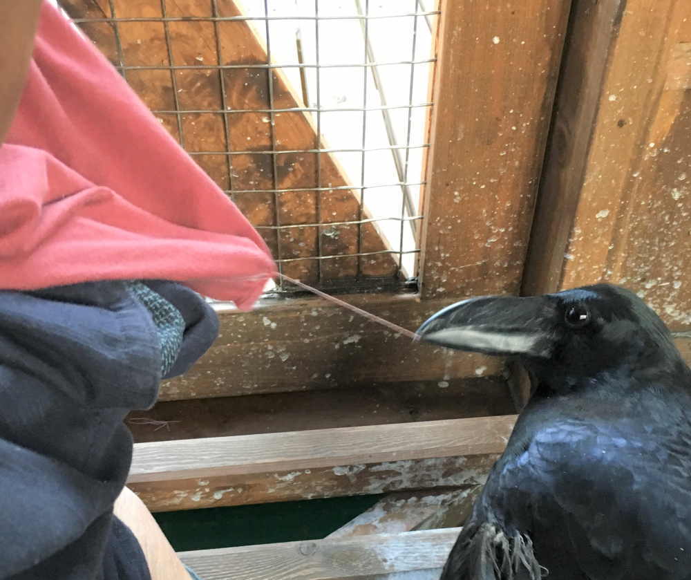 飛べないカラス