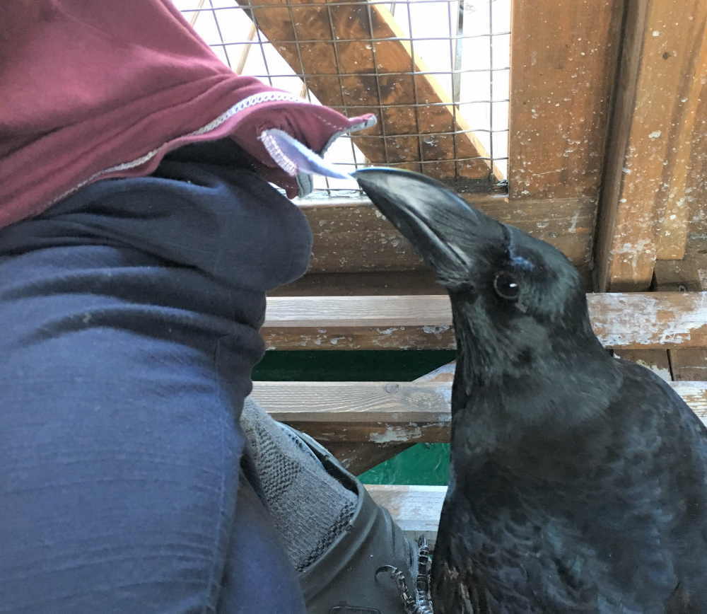 飛べないカラス