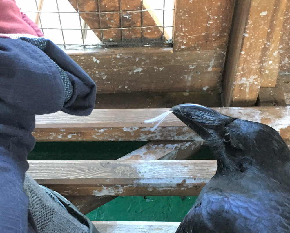 飛べないカラス