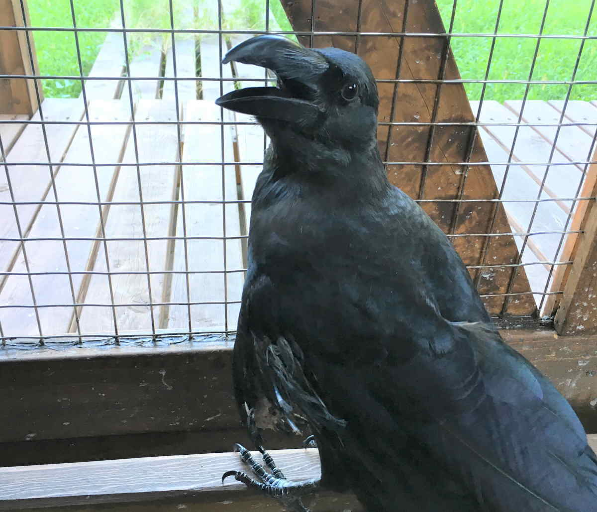 飛べないカラス