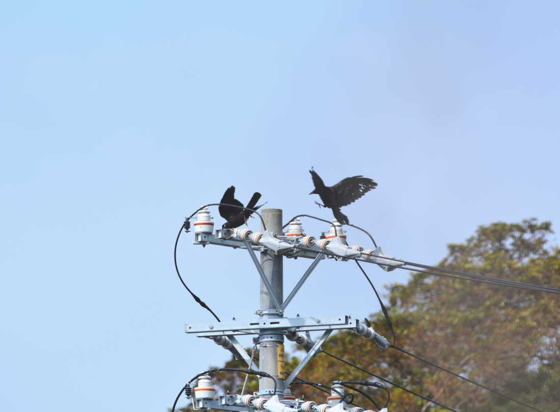 神島のカラス