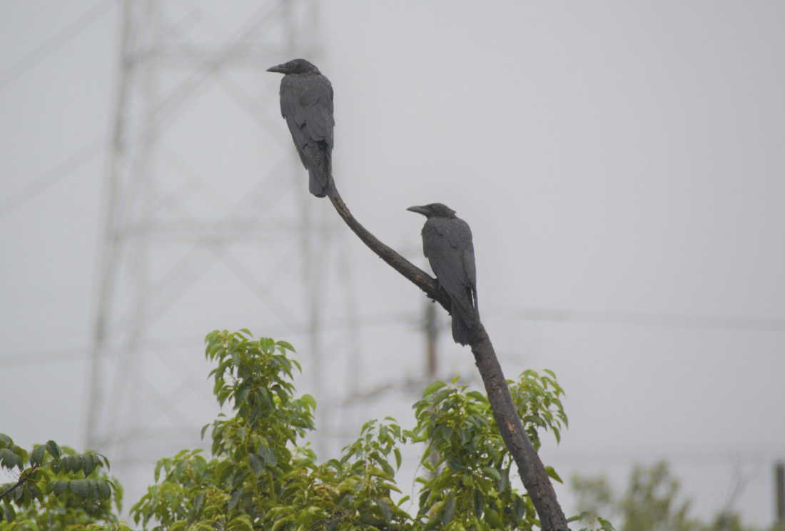 カラスのあくび