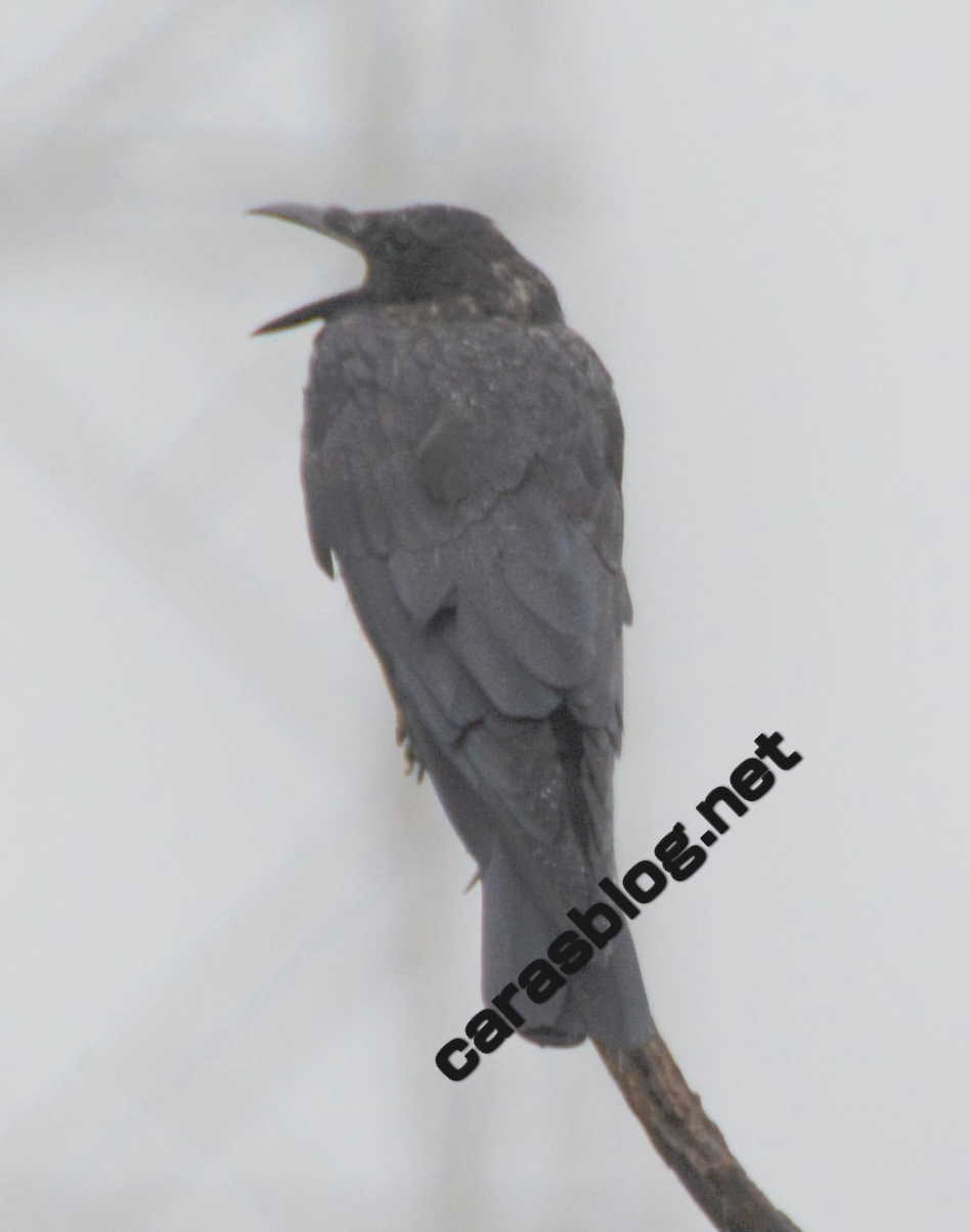 カラスのあくび