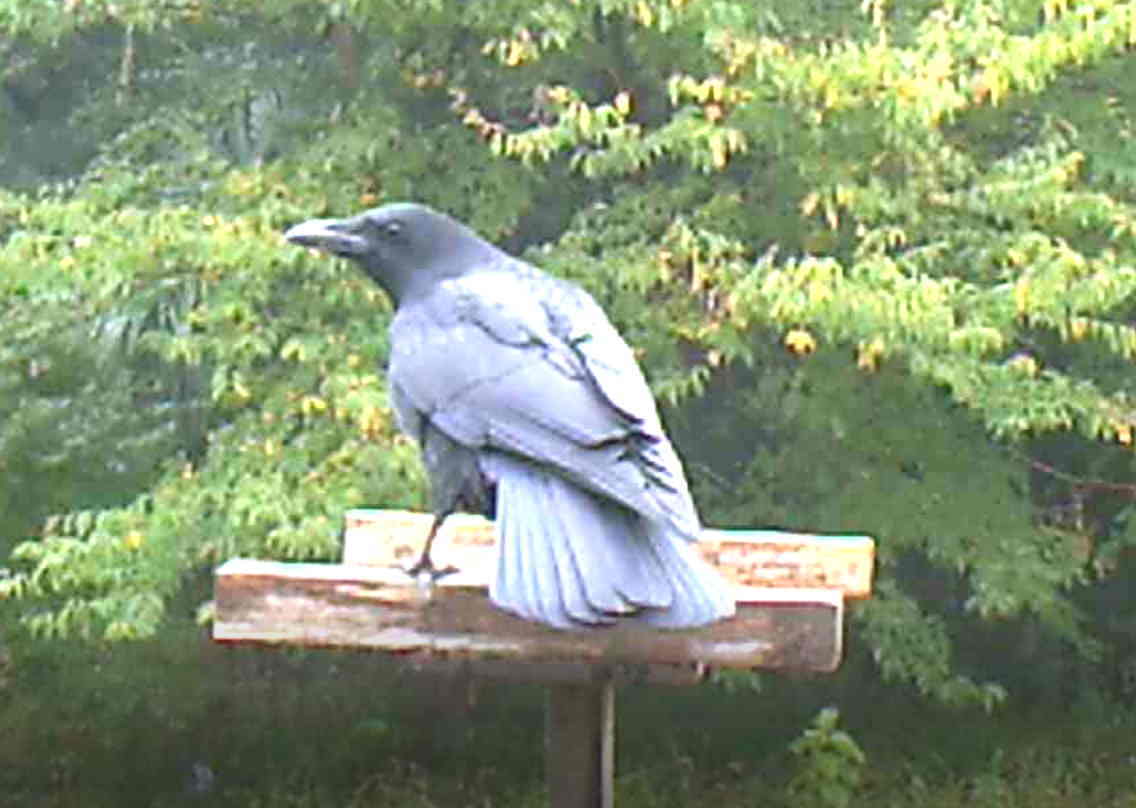 イケメンなカラス