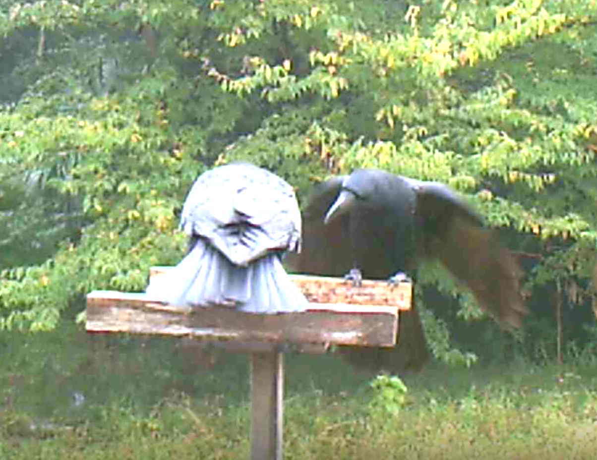 イケメンなカラス