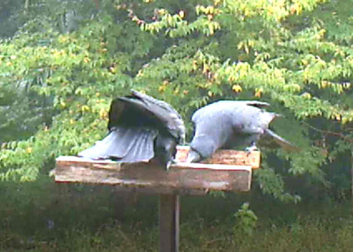 イケメンなカラス