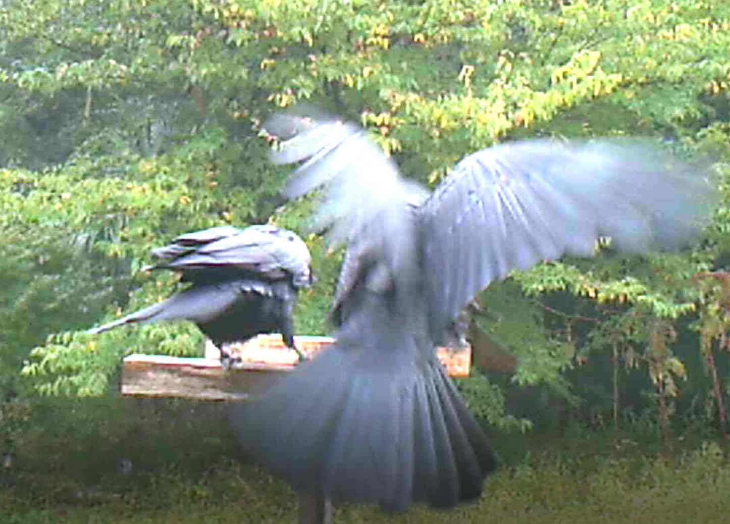 イケメンなカラス