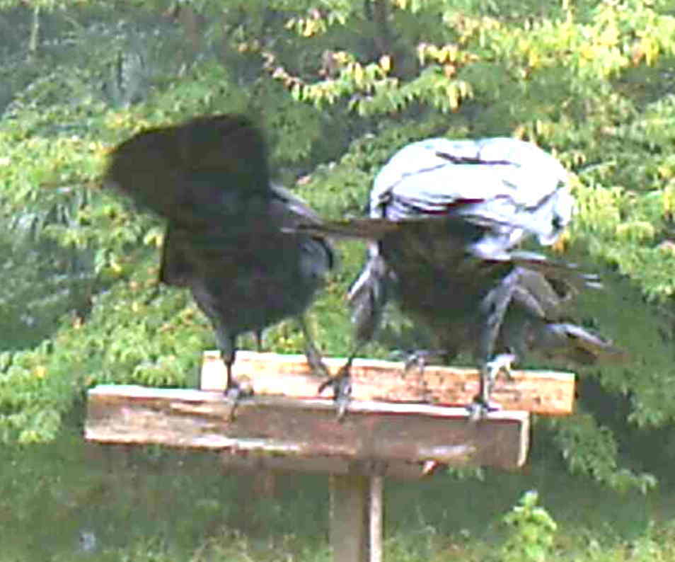 イケメンなカラス