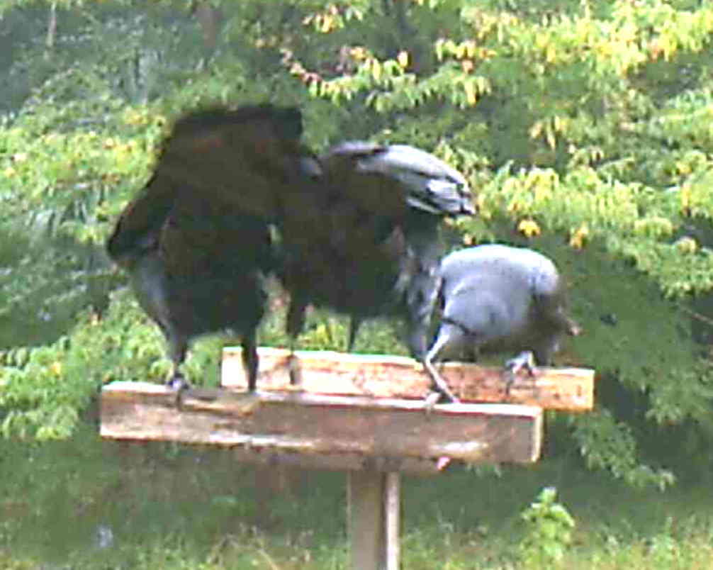 イケメンなカラス