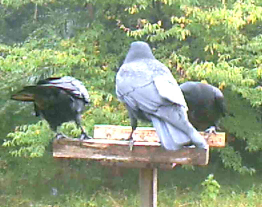 イケメンなカラス