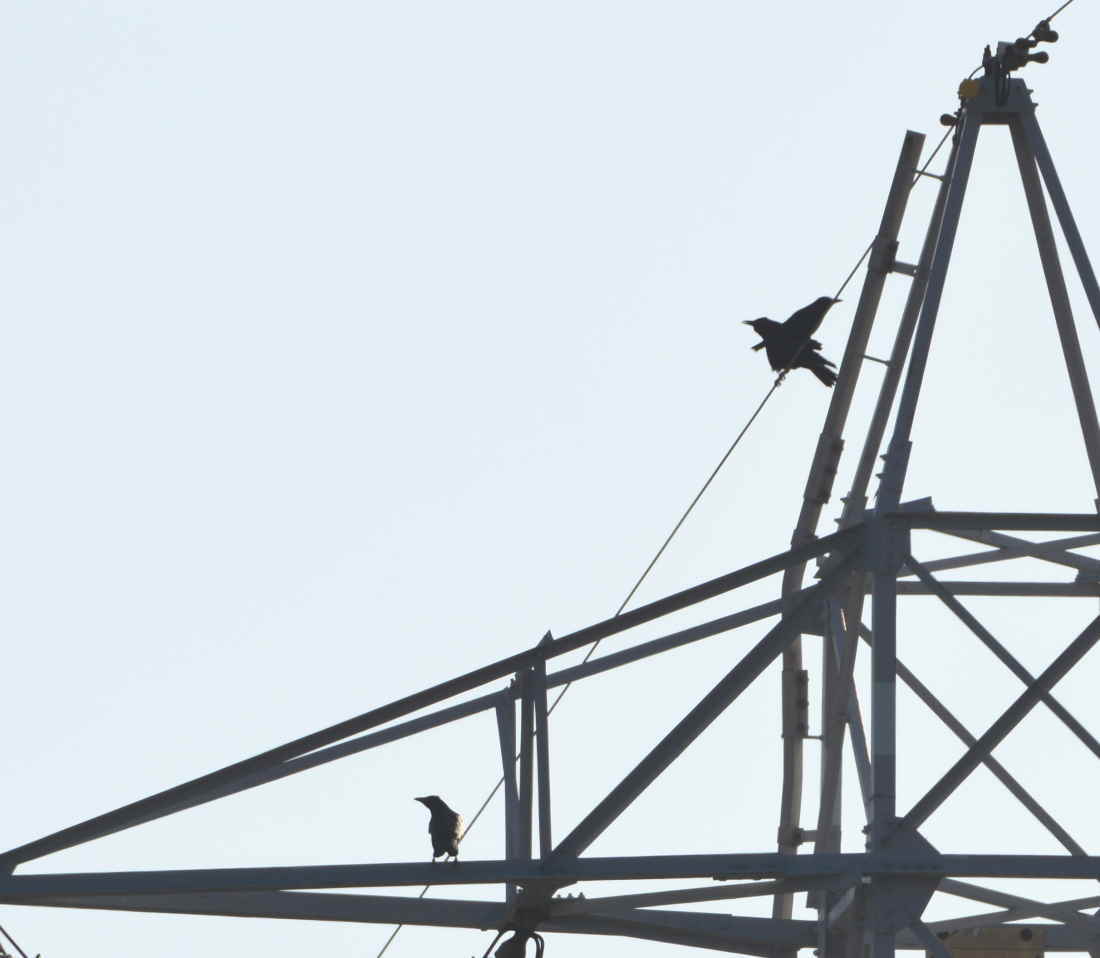 鉄塔のカラス