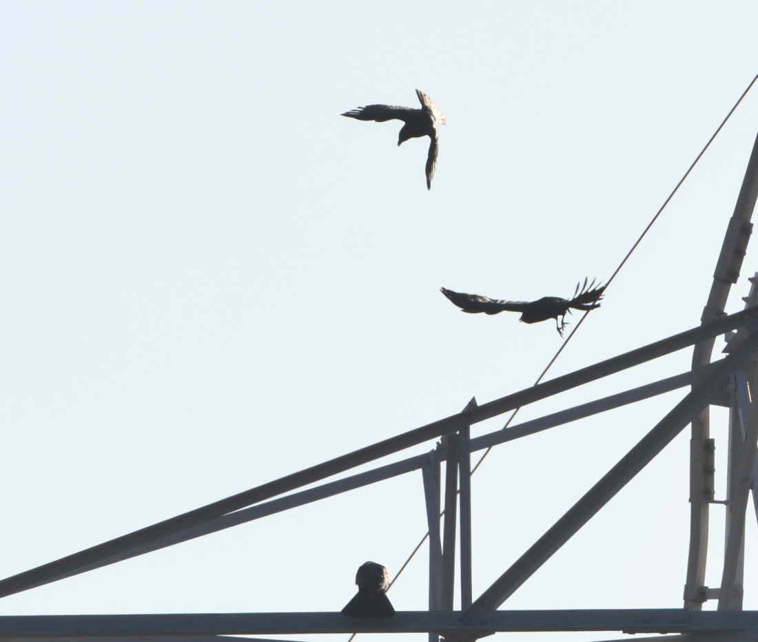 鉄塔のカラス