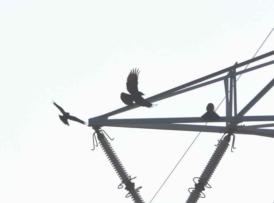 鉄塔のカラス