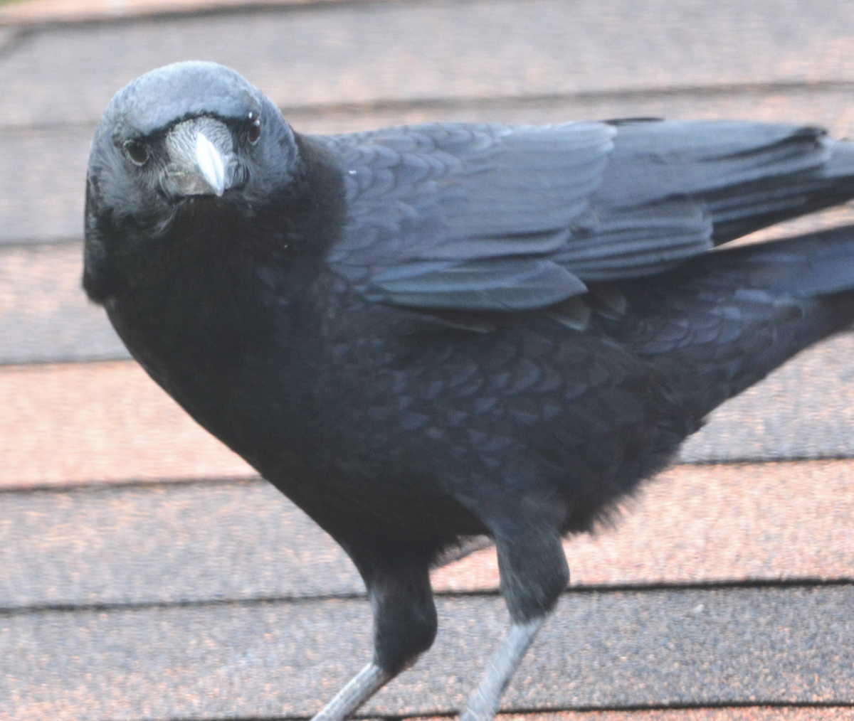 イケメンなカラス