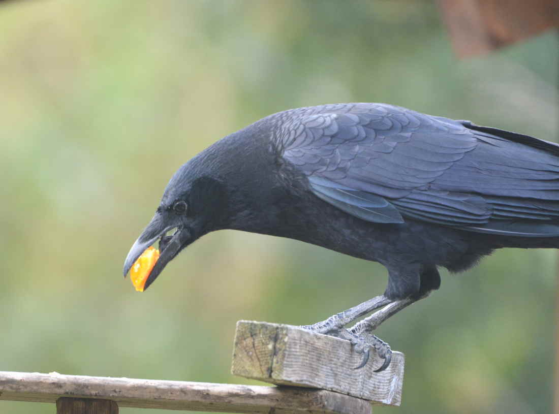 イケメンなカラス