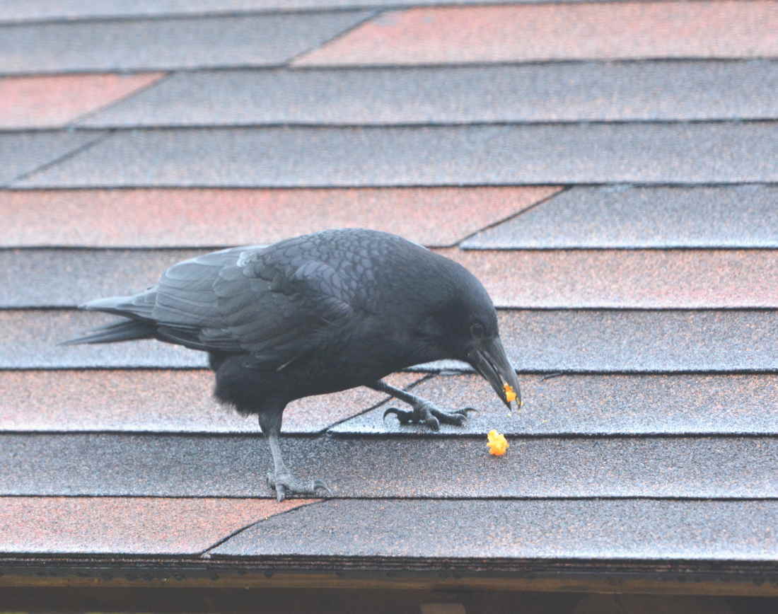 イケメンなカラス