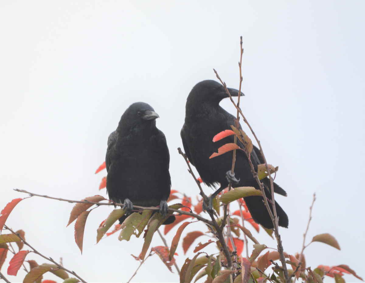 イケメンなカラス