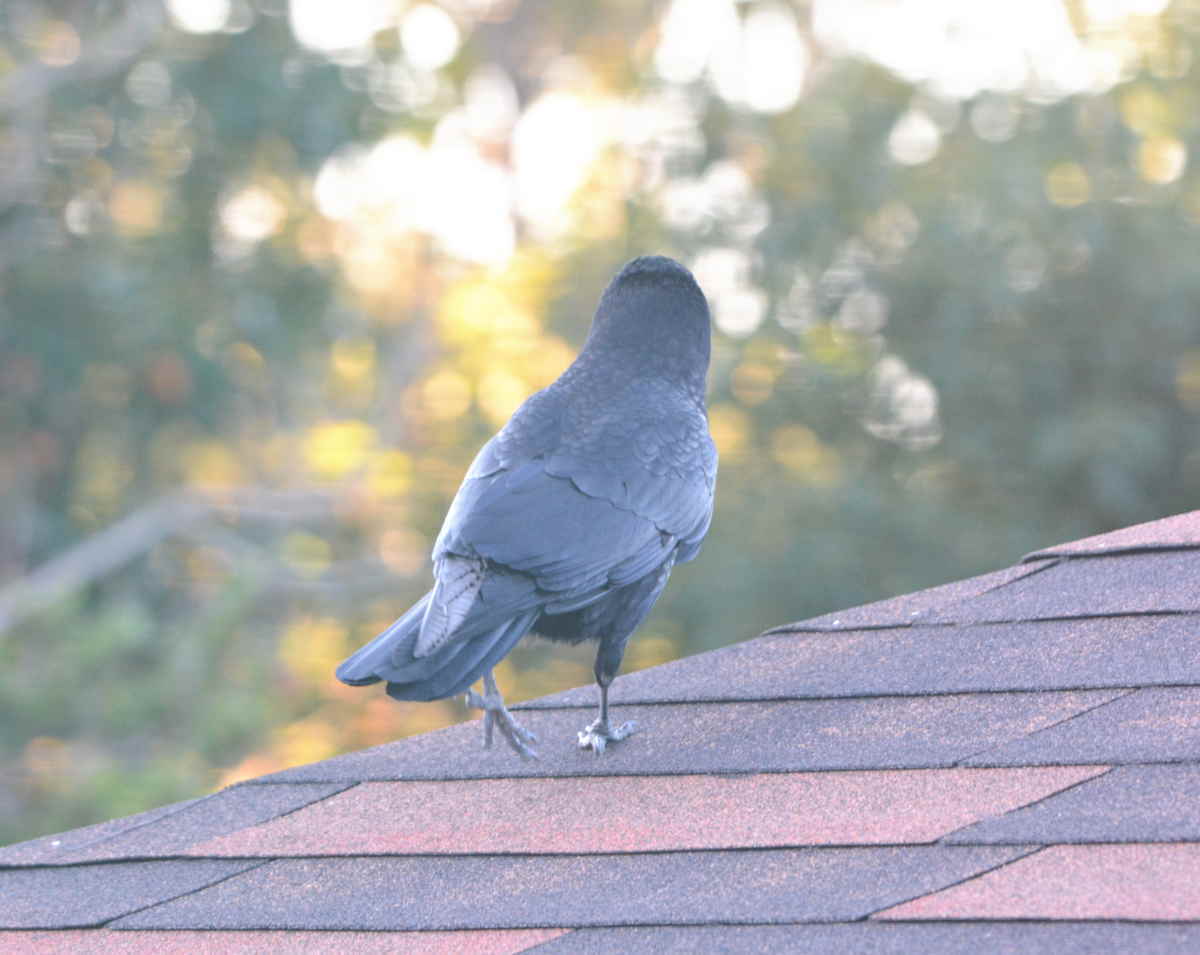 イケメンなカラス