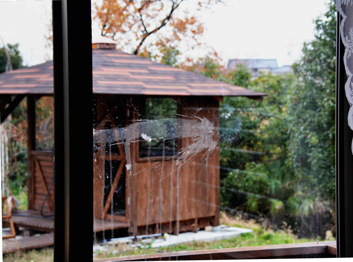 ガラスにぶつかる鳥