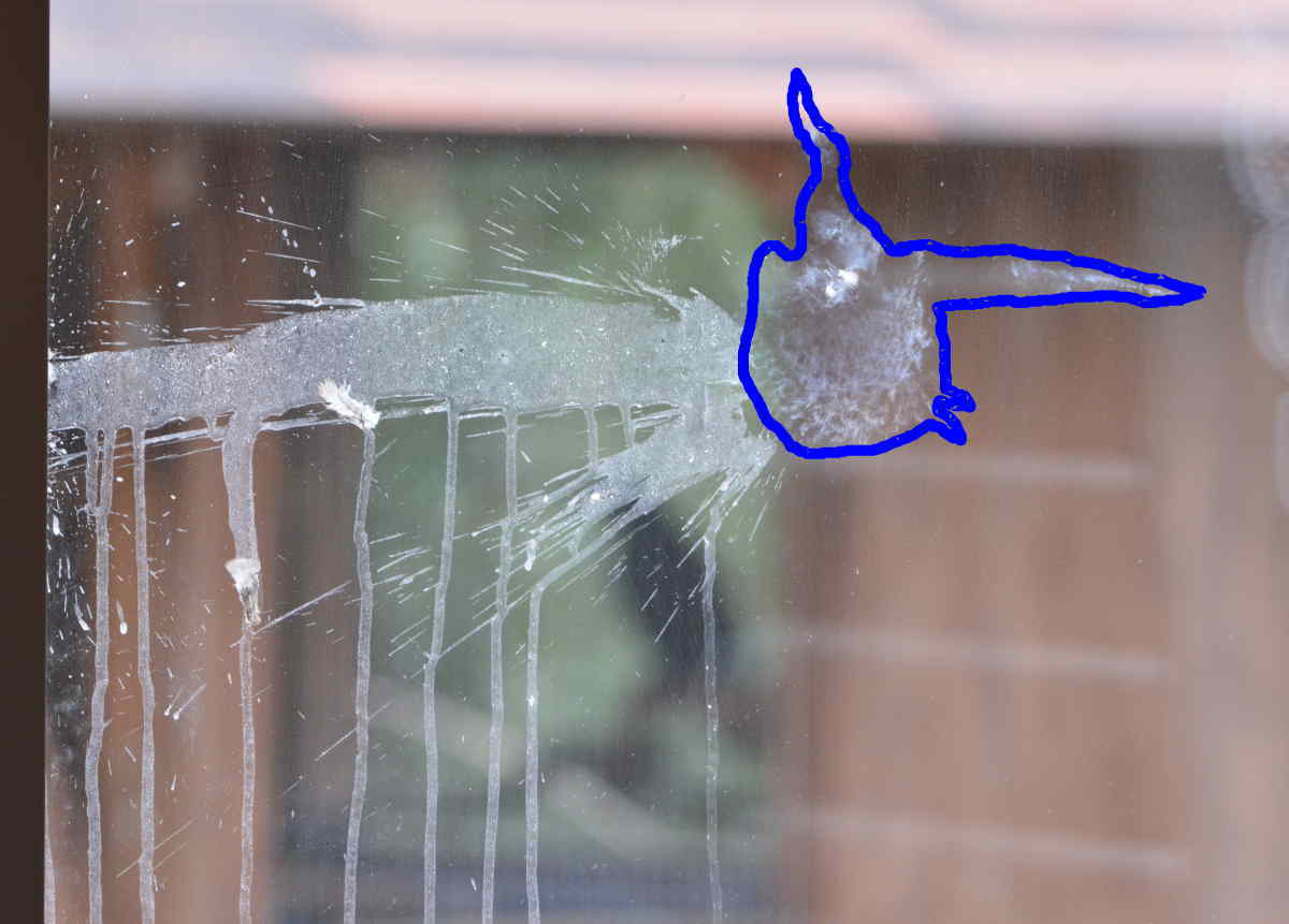 ガラスにぶつかる鳥