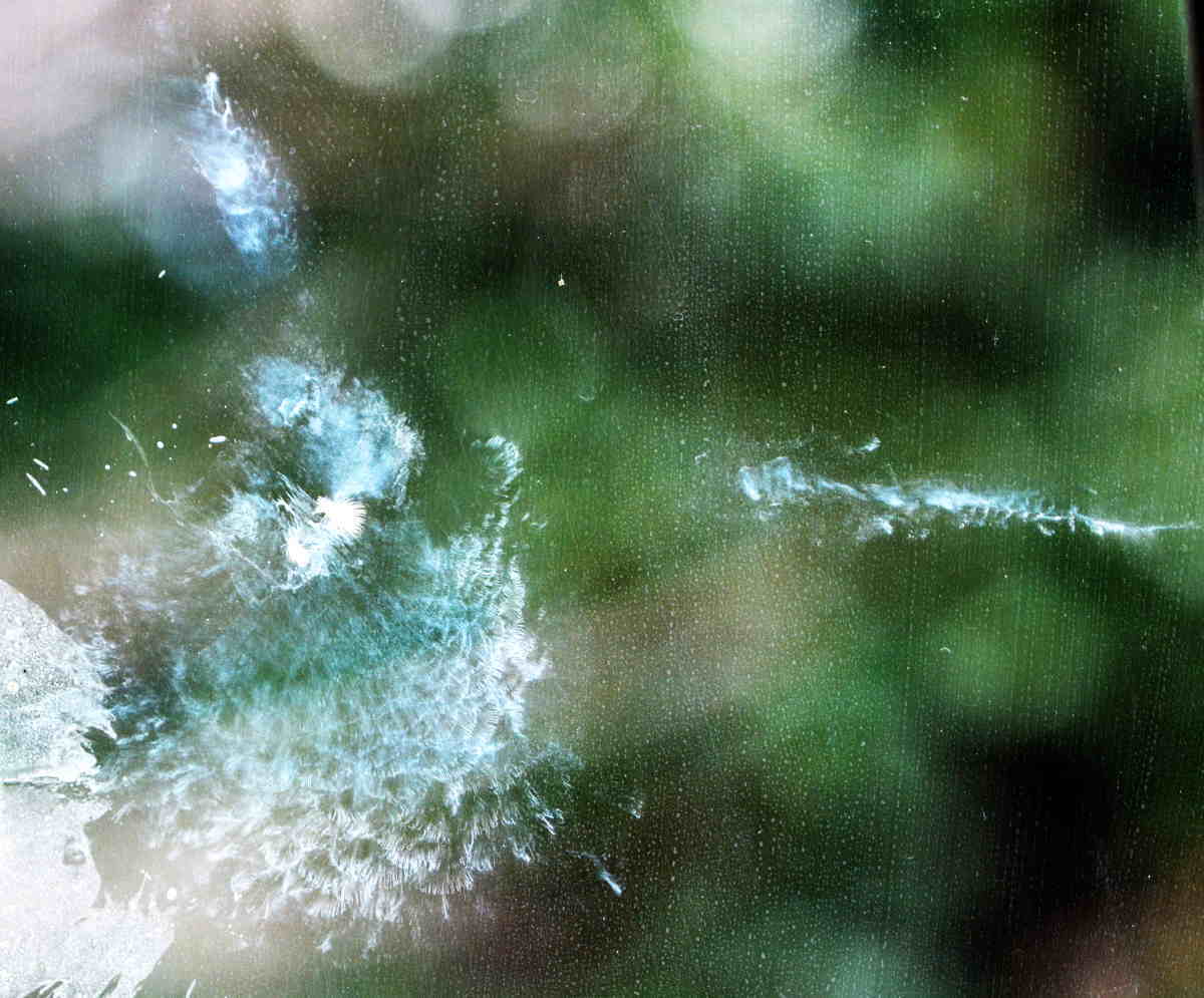 ガラスにぶつかる鳥