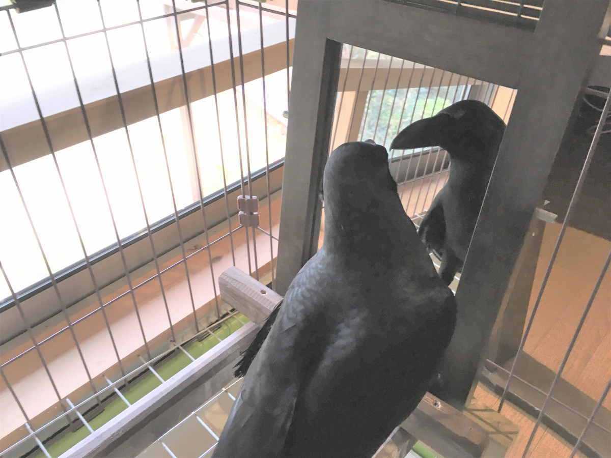 カラスと鏡
