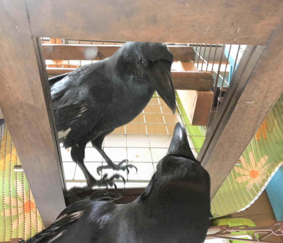 カラスと鏡