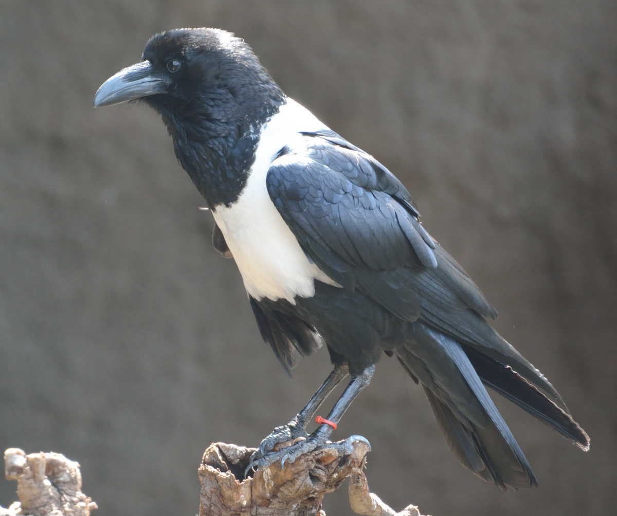 ムナジロガラス