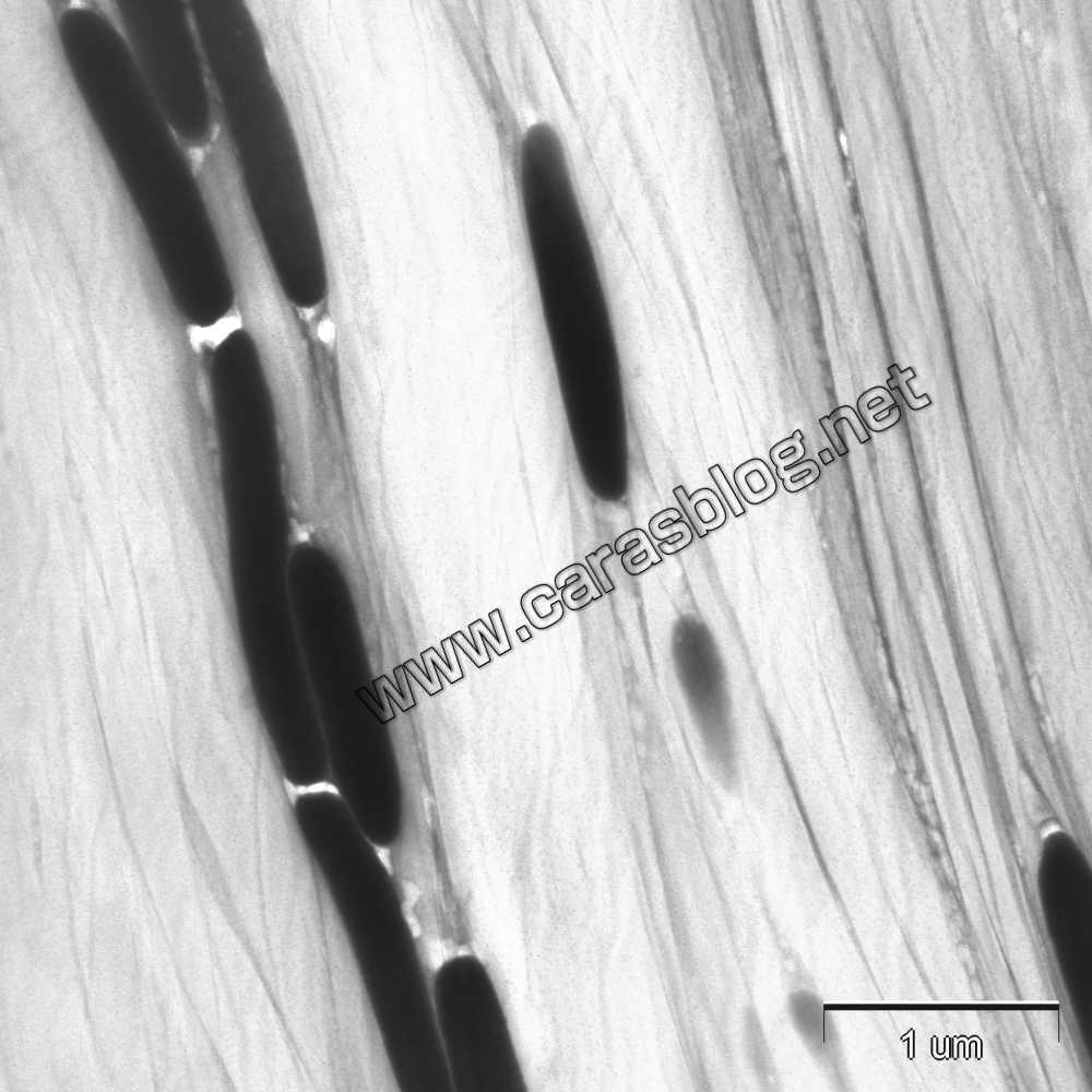 カラスの羽の電子顕微鏡画像