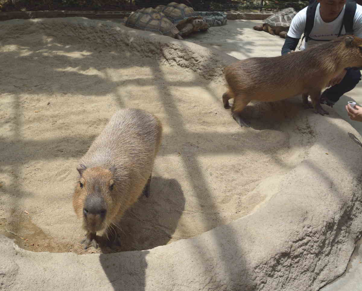 カピバラ