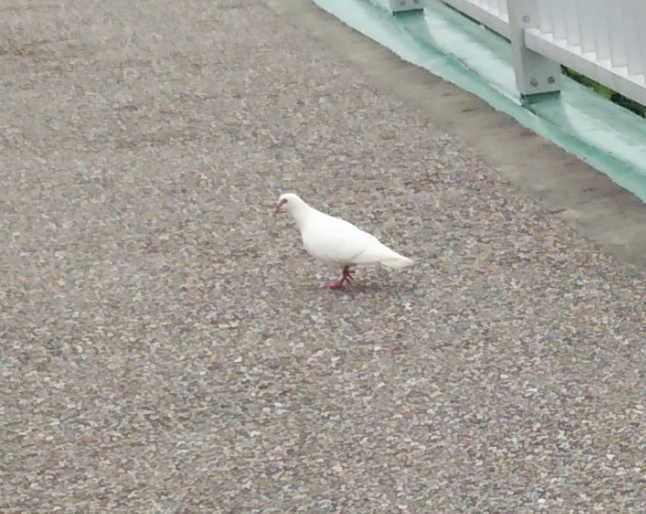 アルビノのハト
