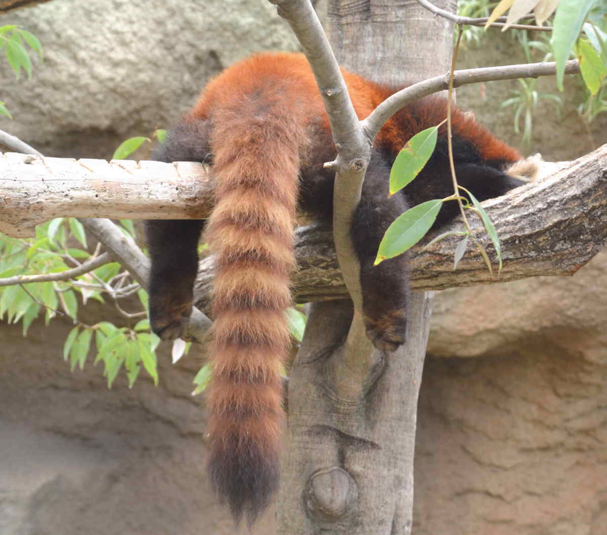 レッサーパンダ