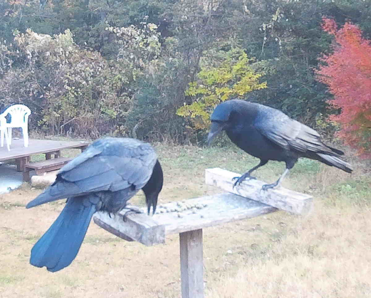 カラスの夫婦
