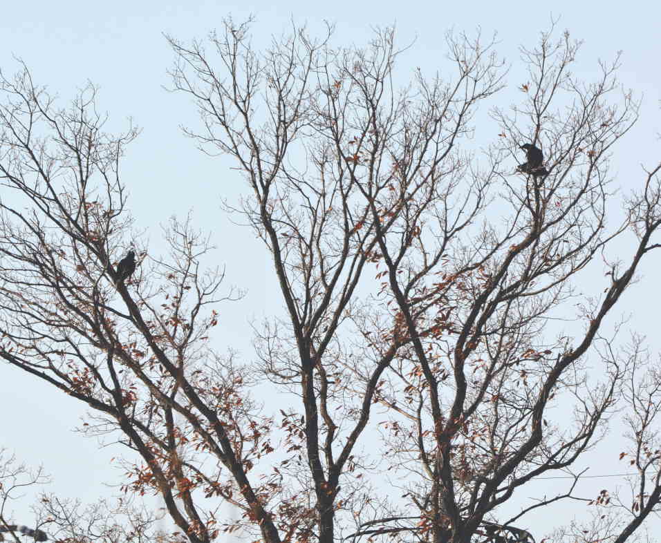 冬のカラス