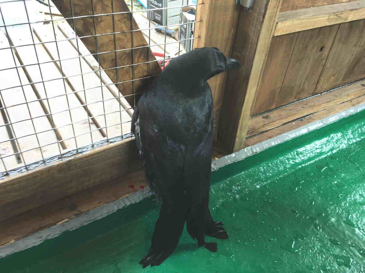 カラス小屋の制作