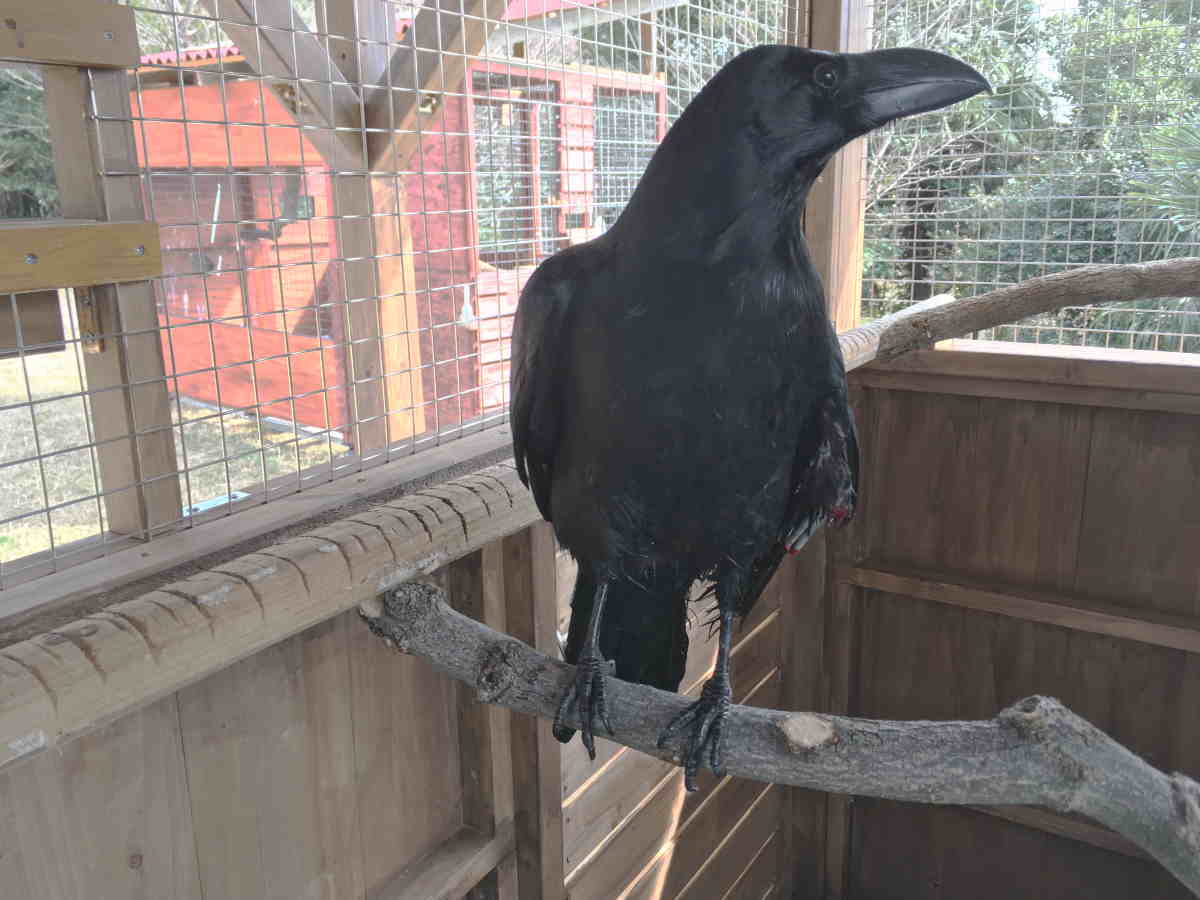 カラス小屋の制作