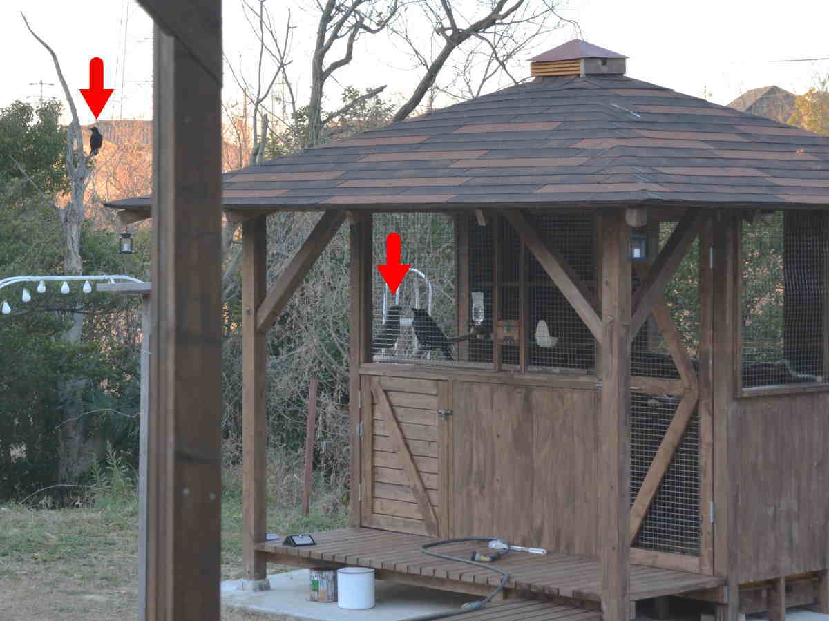 遊びに来たカラス