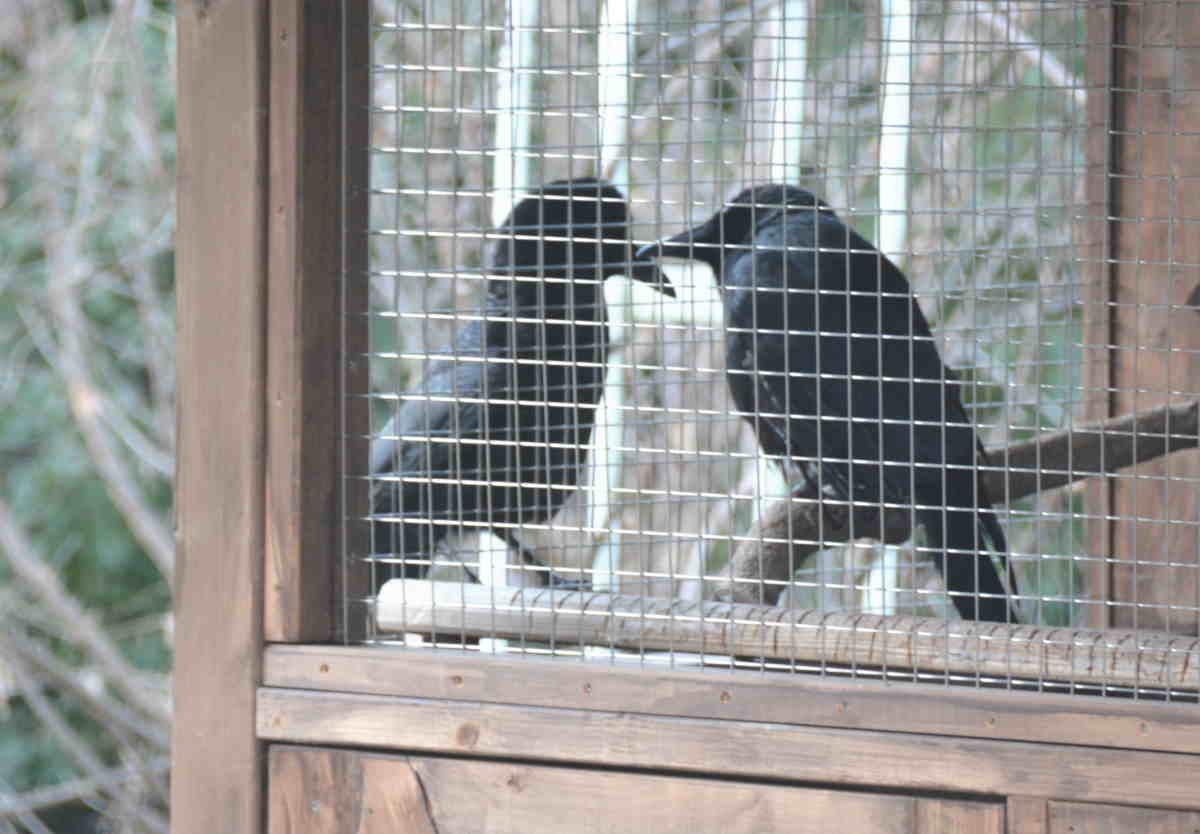 遊びに来たカラス