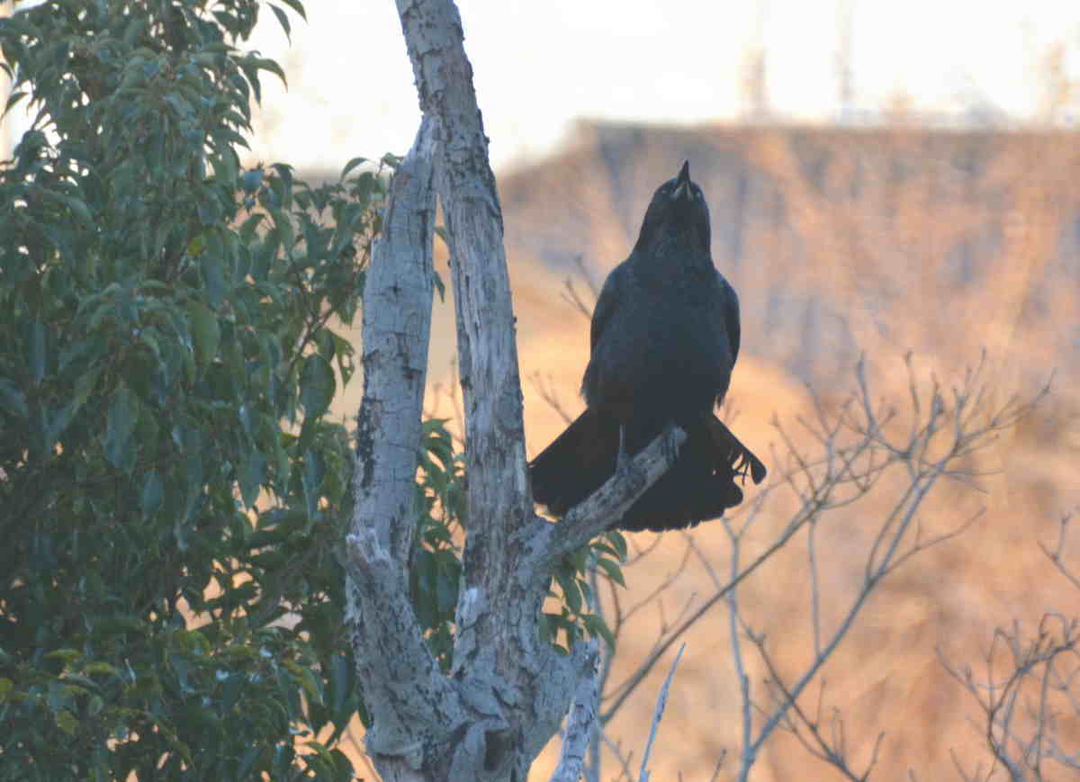 遊びに来たカラス
