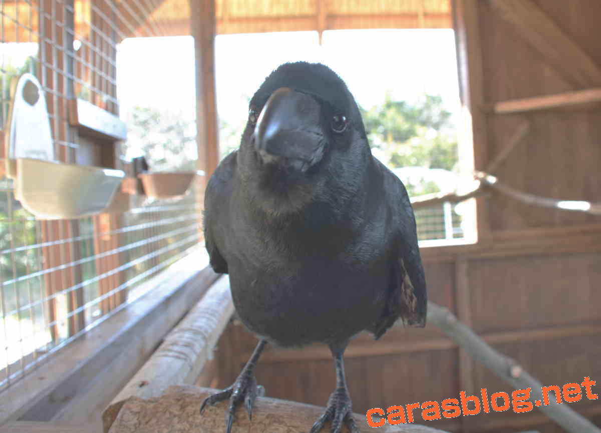 カラス小屋の制作