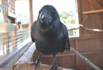 カラスの引越し