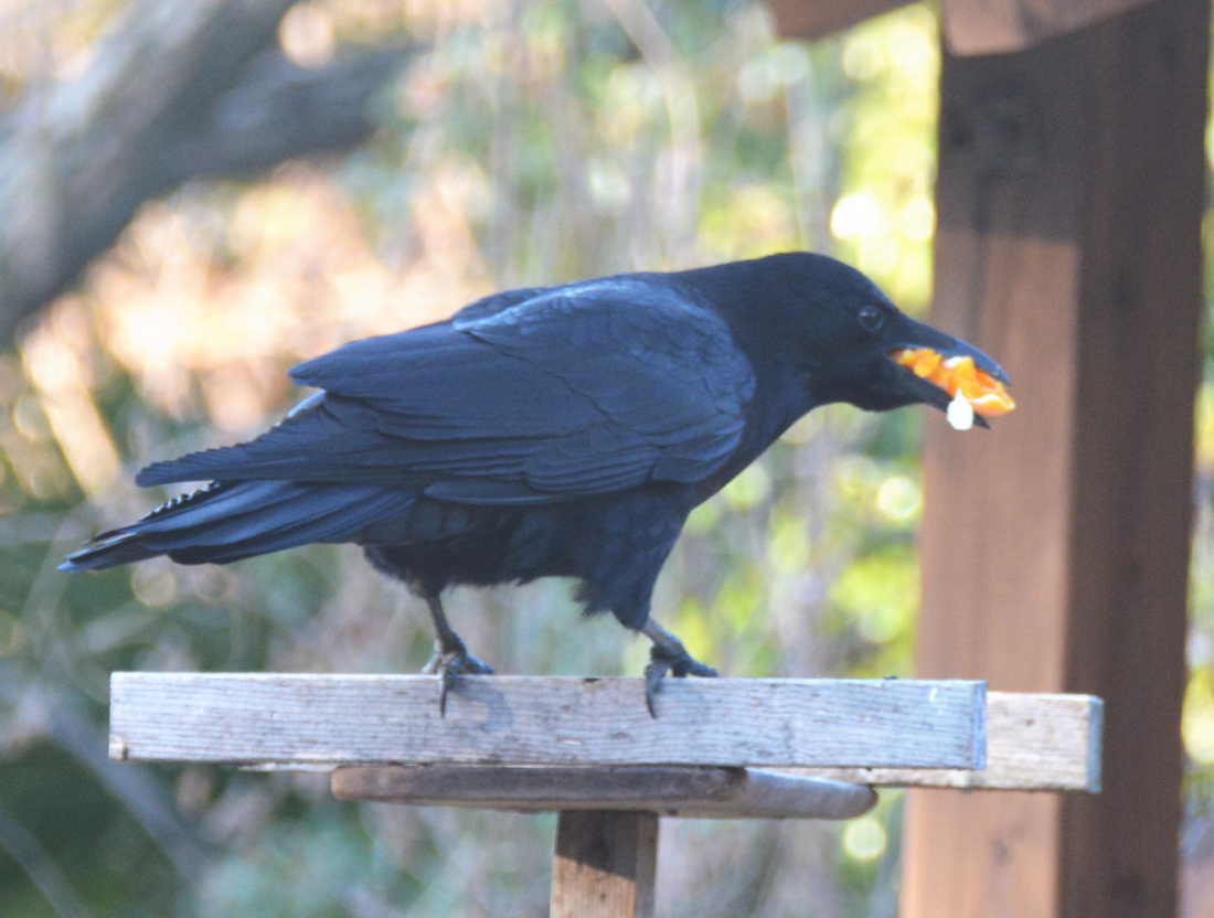 卵黄を食べるカラス