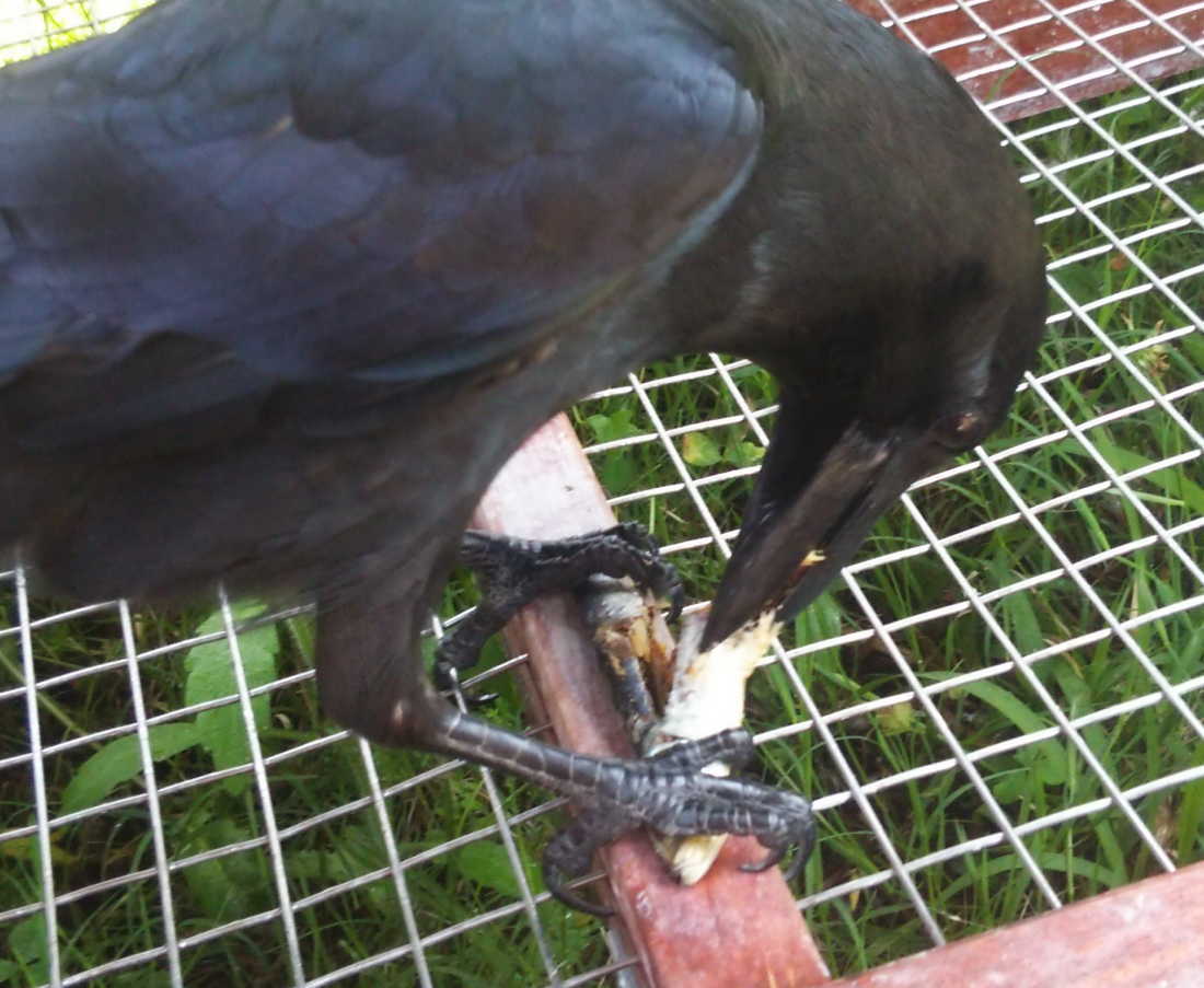 手羽元を食べるカラス